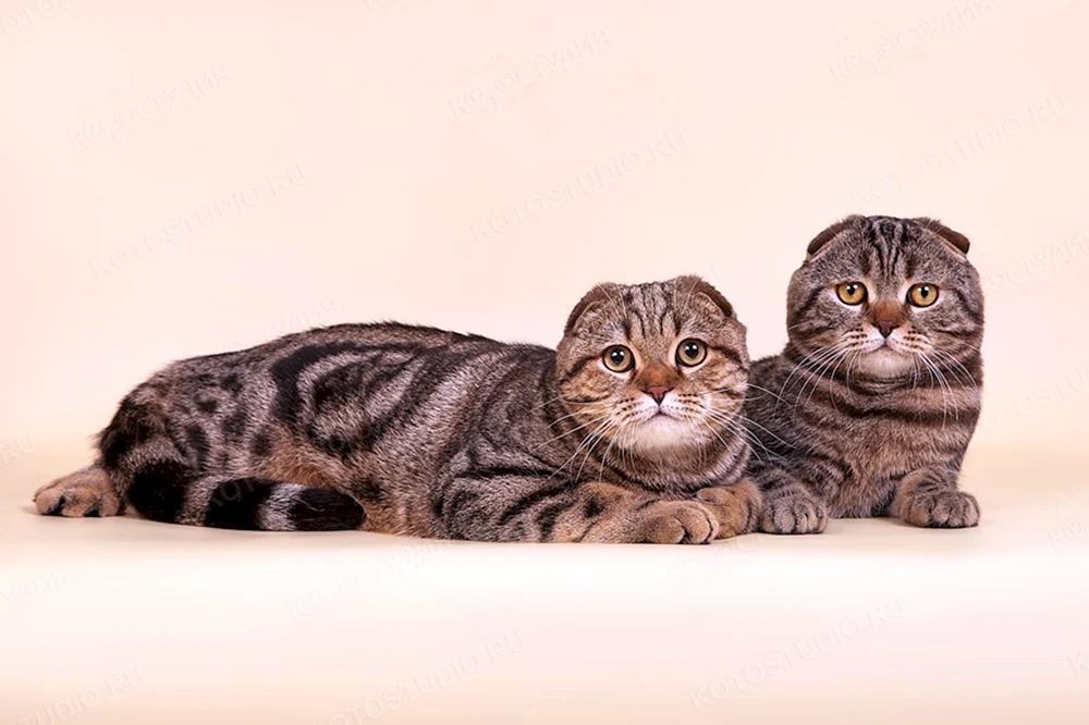 Schottische lop Katze marmoriert