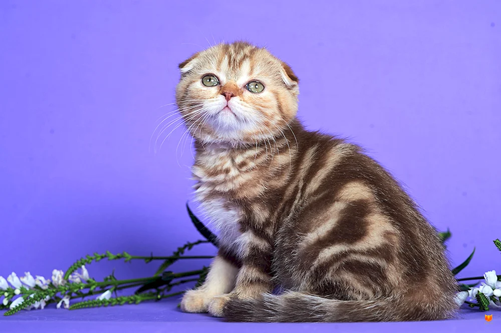 Schottische Schopfkatze getigert