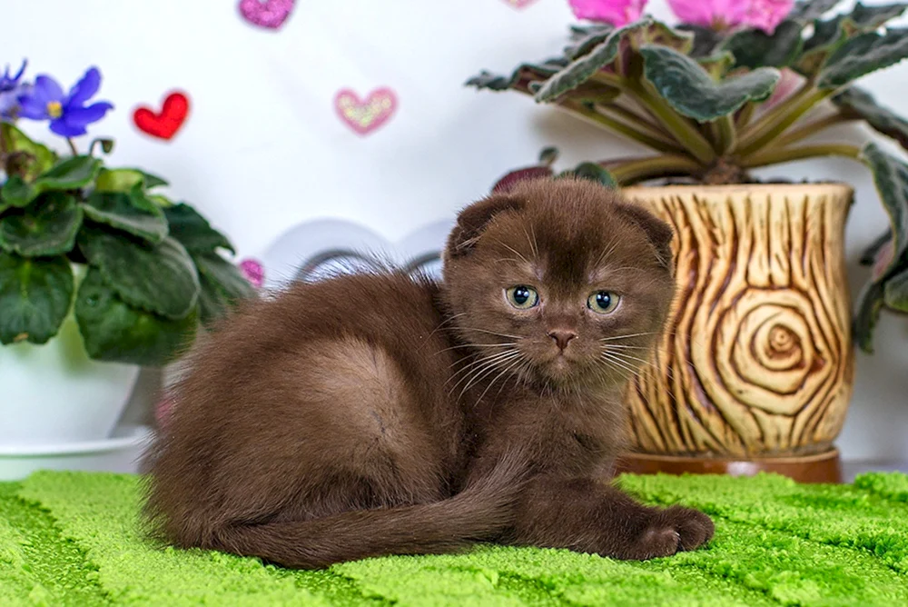 Schottisches Lop-Ohr cinnamon