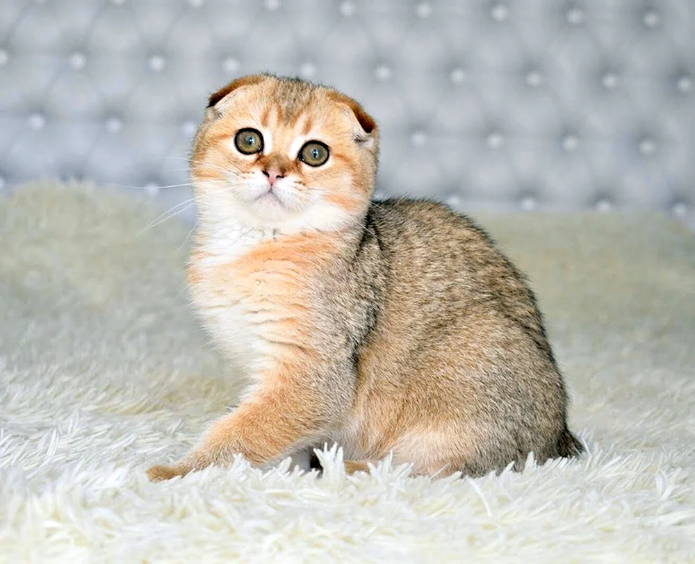 Schottisches lop Goldenes Chinchilla