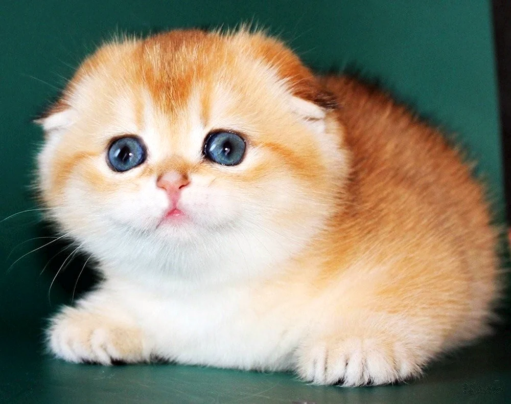 Scottish Fold Goldenes Chinchilla