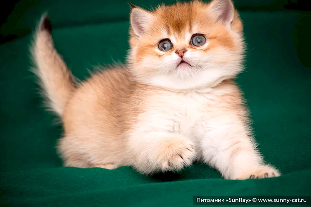 Schottisches Golden Chinchilla