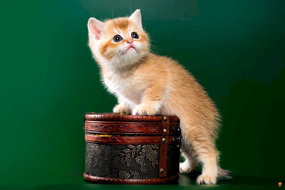 Schottisch lop Katze Goldenes Chinchilla