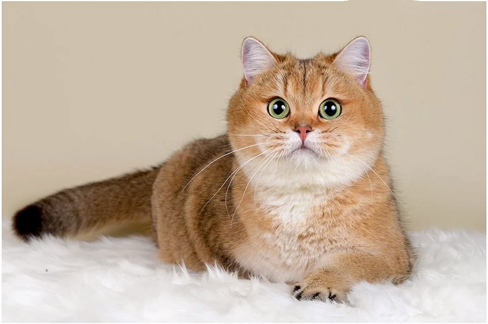Schottische Goldene Chinchilla