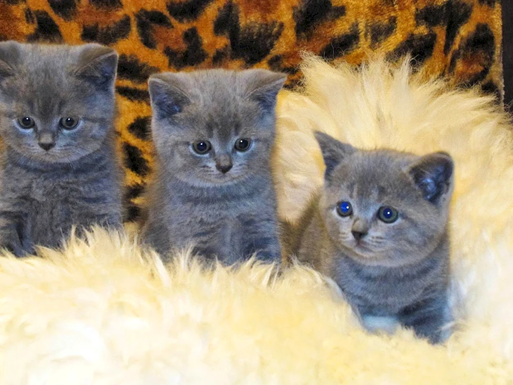 Britische Kurzhaarkatze Blaue Katze