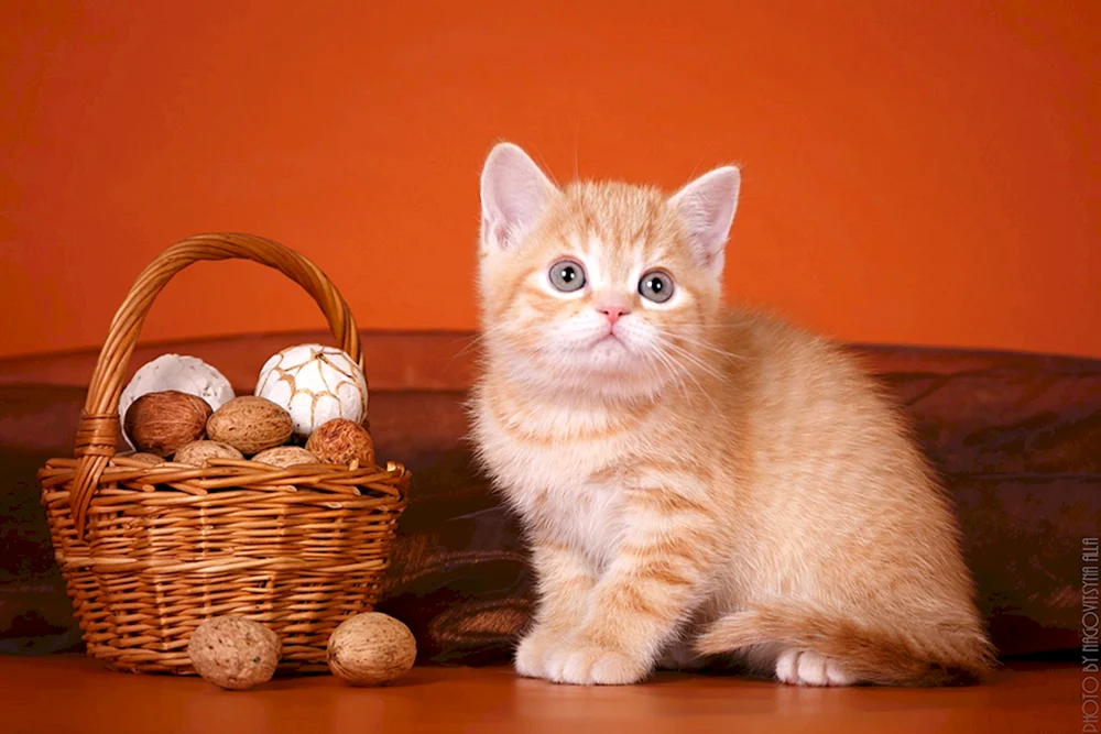 Schottisch schottisch gerade Katze