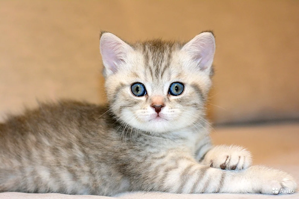 Schottische Scottish Straight Kitten