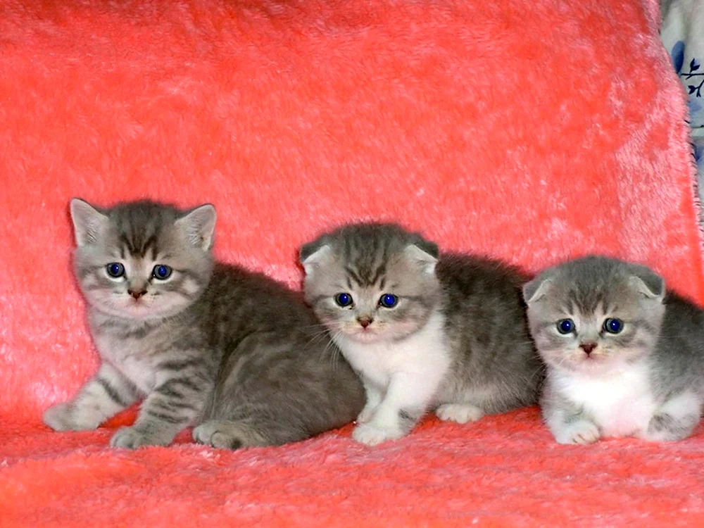 Britische und schottische Schopfkatzenmischung