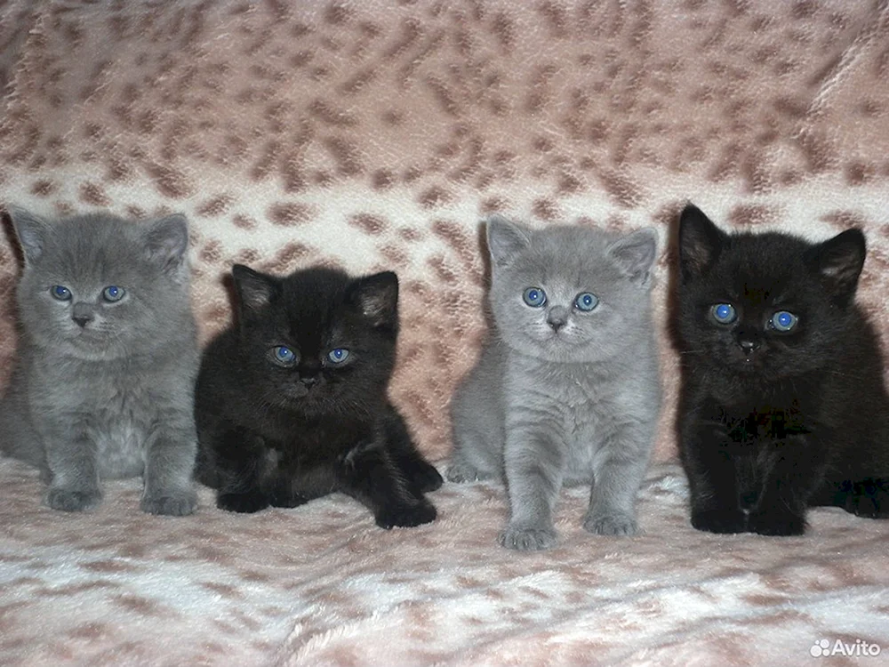 Schottische Schopfkatzenmischung