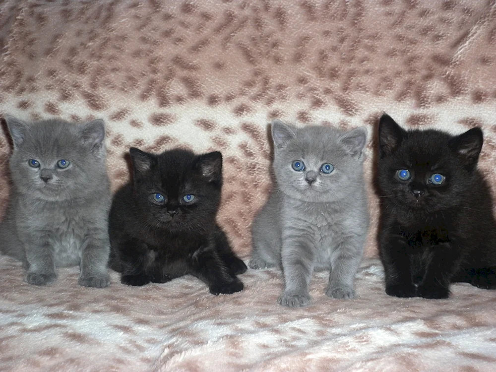 Schottische und Briten Unterschied Katzen