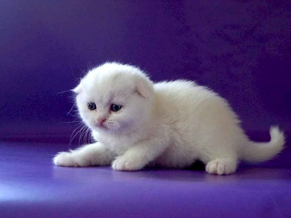 Schottische lop Katze weiß