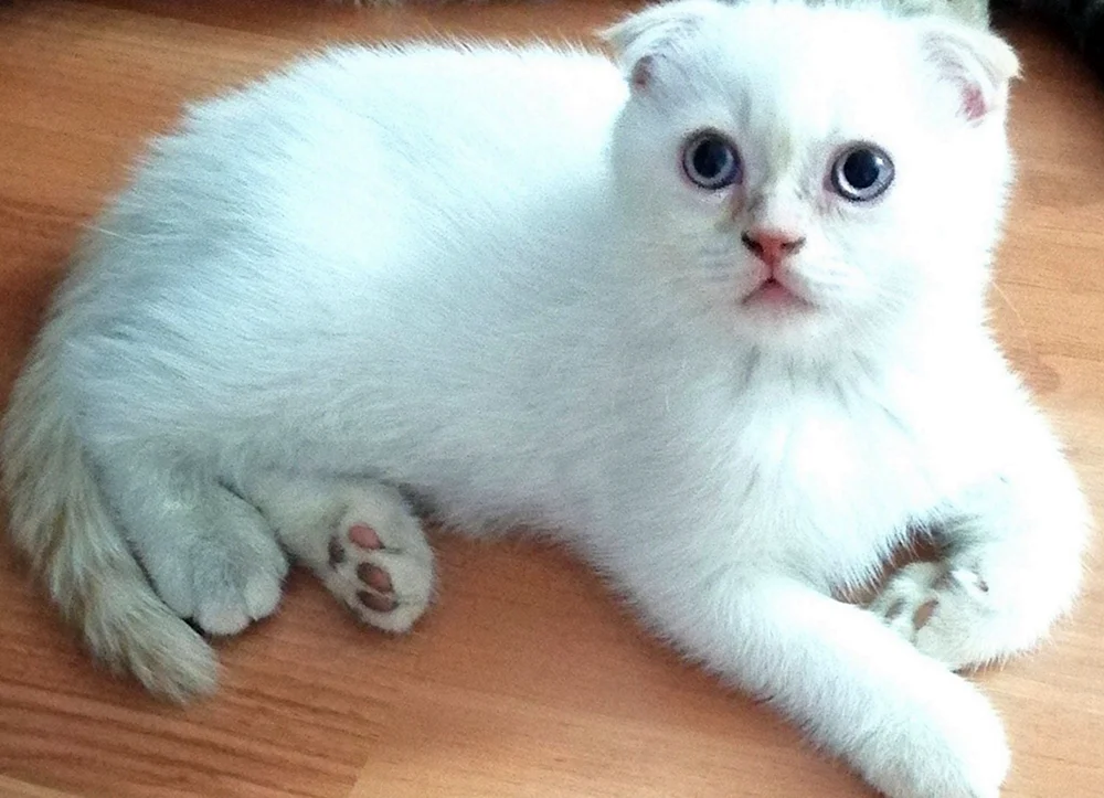 Schottische lop cat white