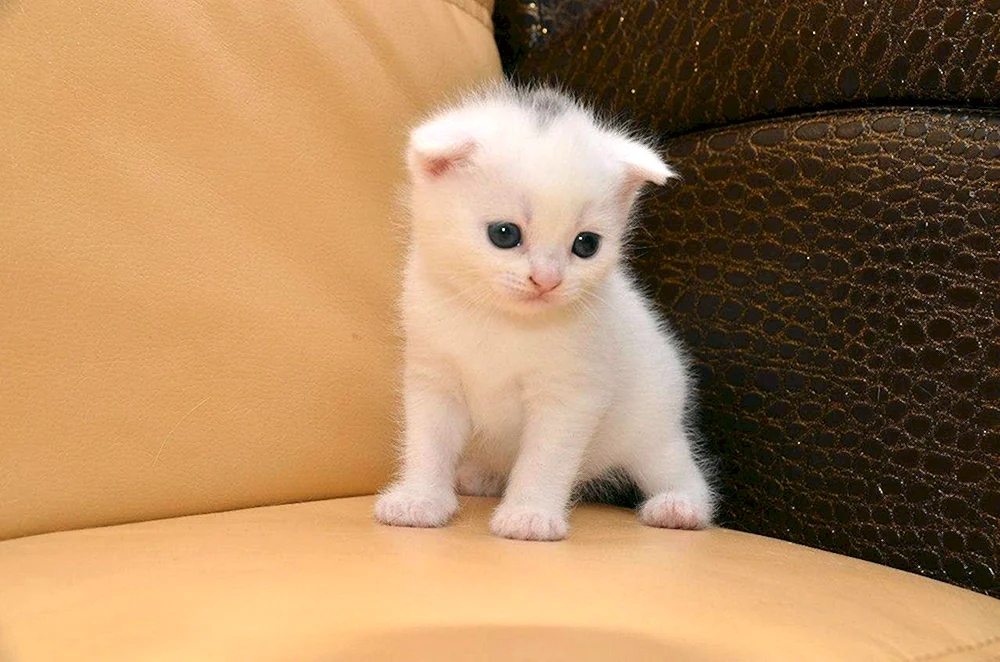 Schottische Lop Katze weiß