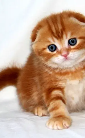 Scottish Fold Schottische Schopfohr Kätzchen rot