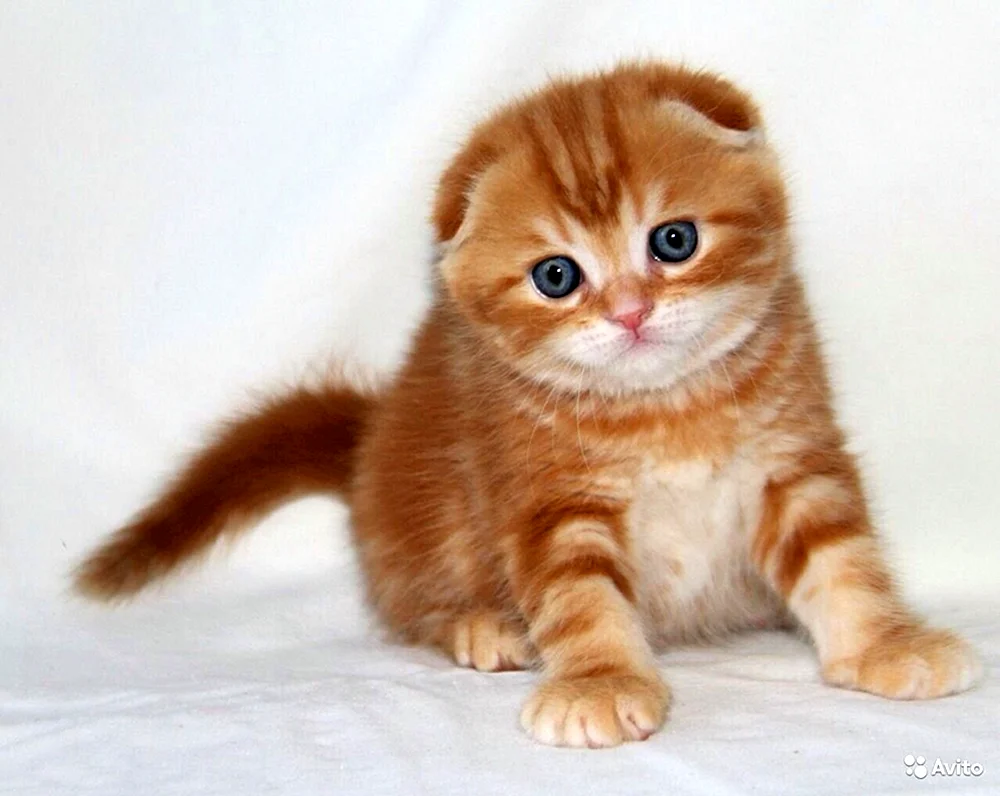 Scottish Fold Schottische Schopfohr Kätzchen rot