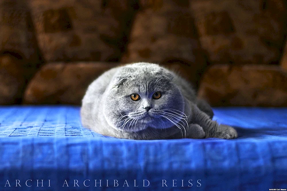 Britische Scottish Fold Kätzchen