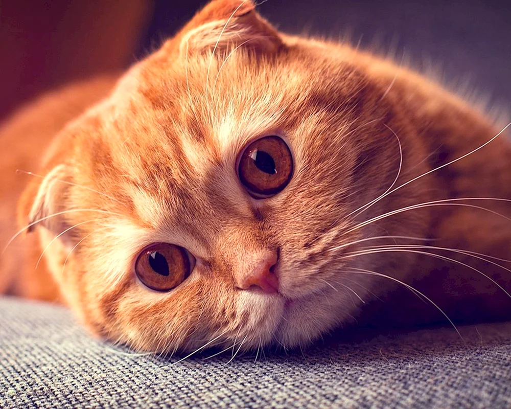 Schottische Schopfkatze rot