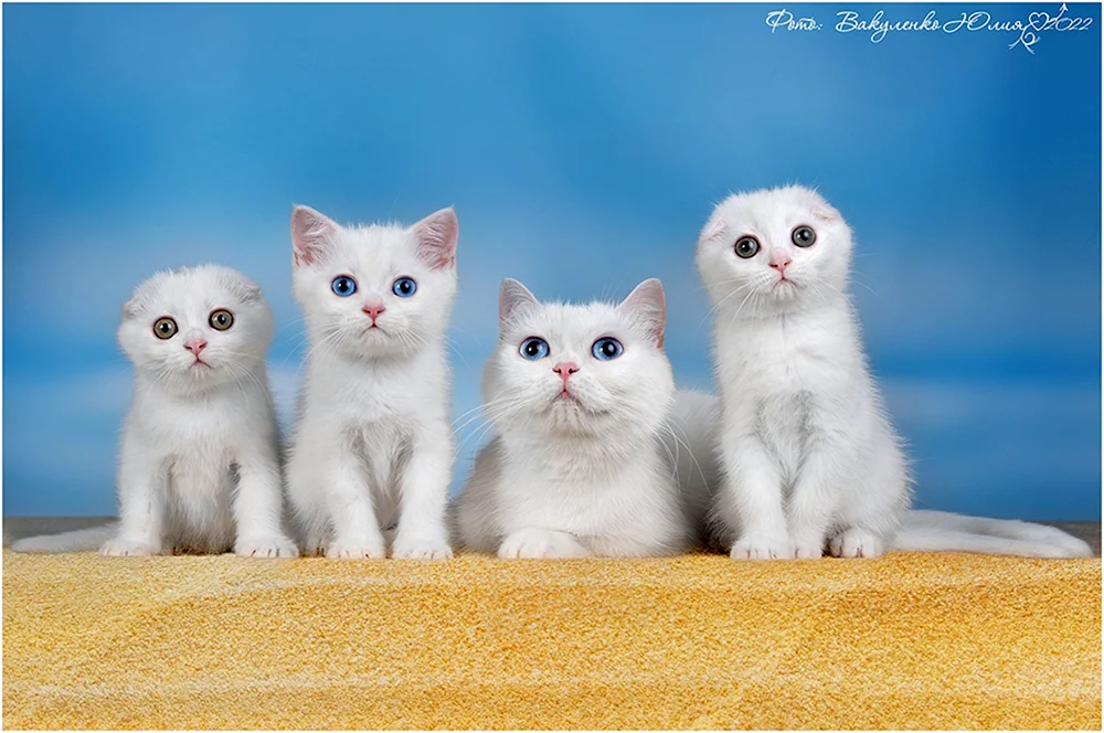 Schottische lop cat white