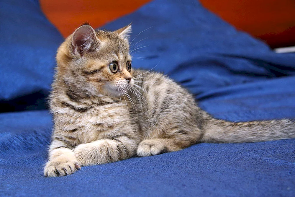 Britisch Kurzhaar Katze gestromt