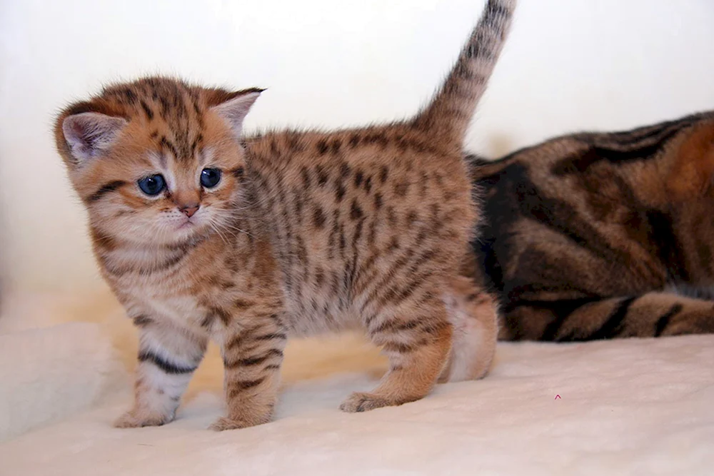Shetland Brown gestromte Katze
