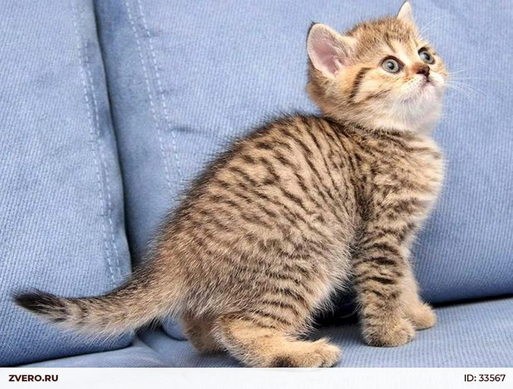 Tabby getigert Tiger braun gestromt Katze tabby