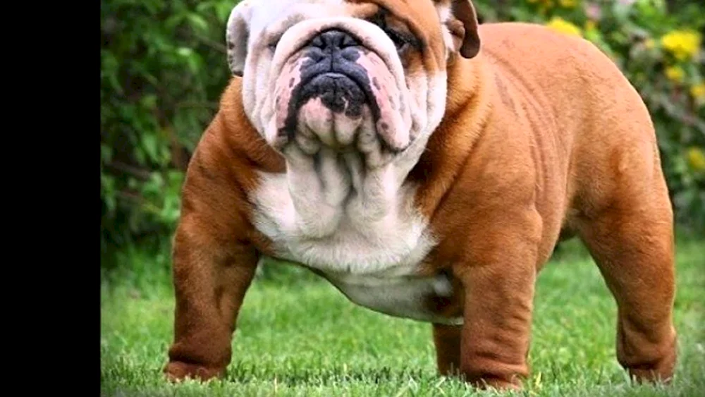 Schottische Bulldogge