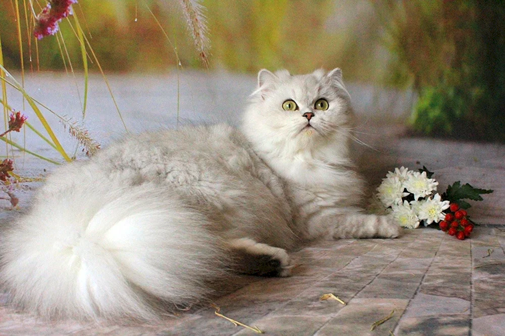Britische Langhaarkatze Goldenes Chinchilla