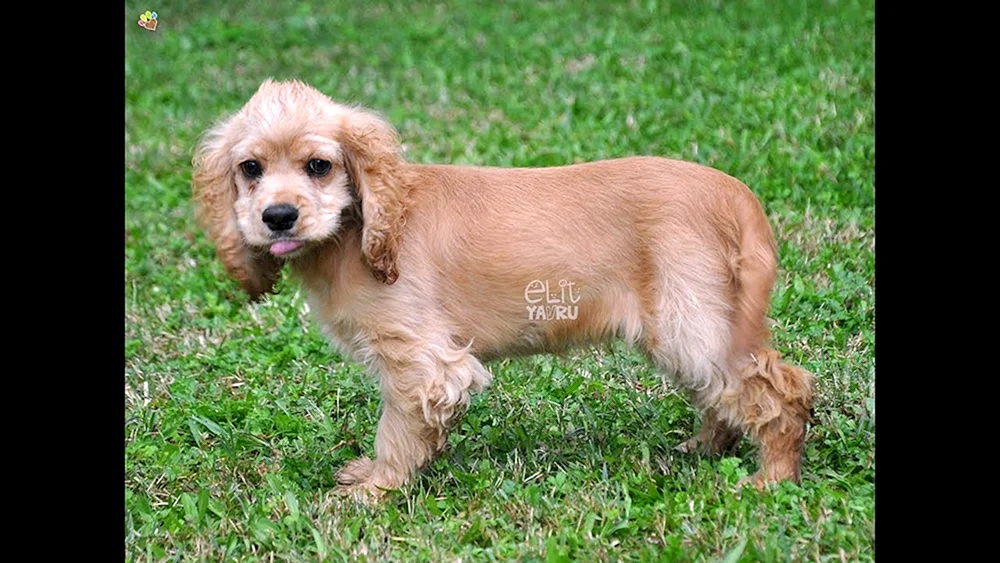 Amerikanischer Cocker spaniel