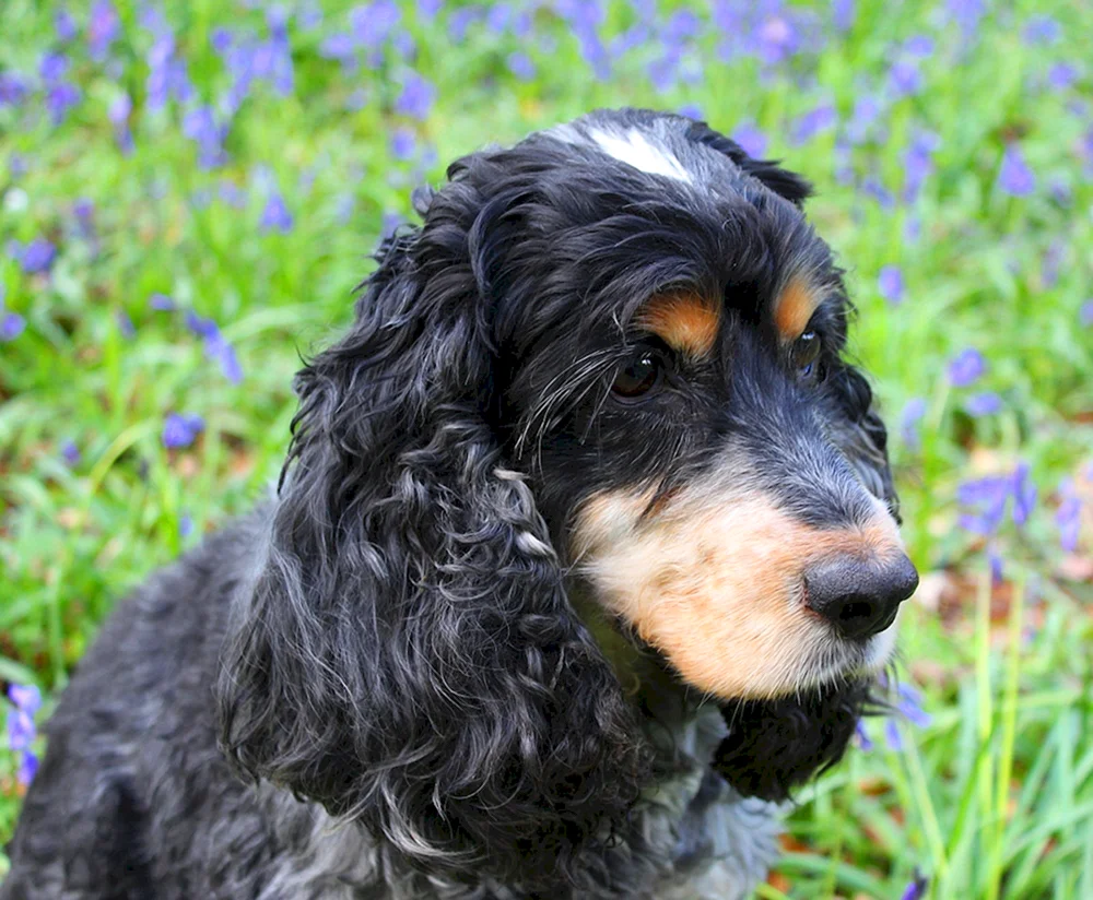Scottish Cocker spaniel