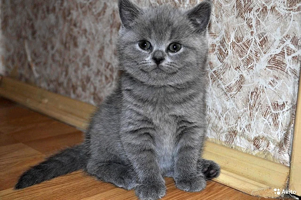 Schottische Blaue Katze Straight-Ohr Katze