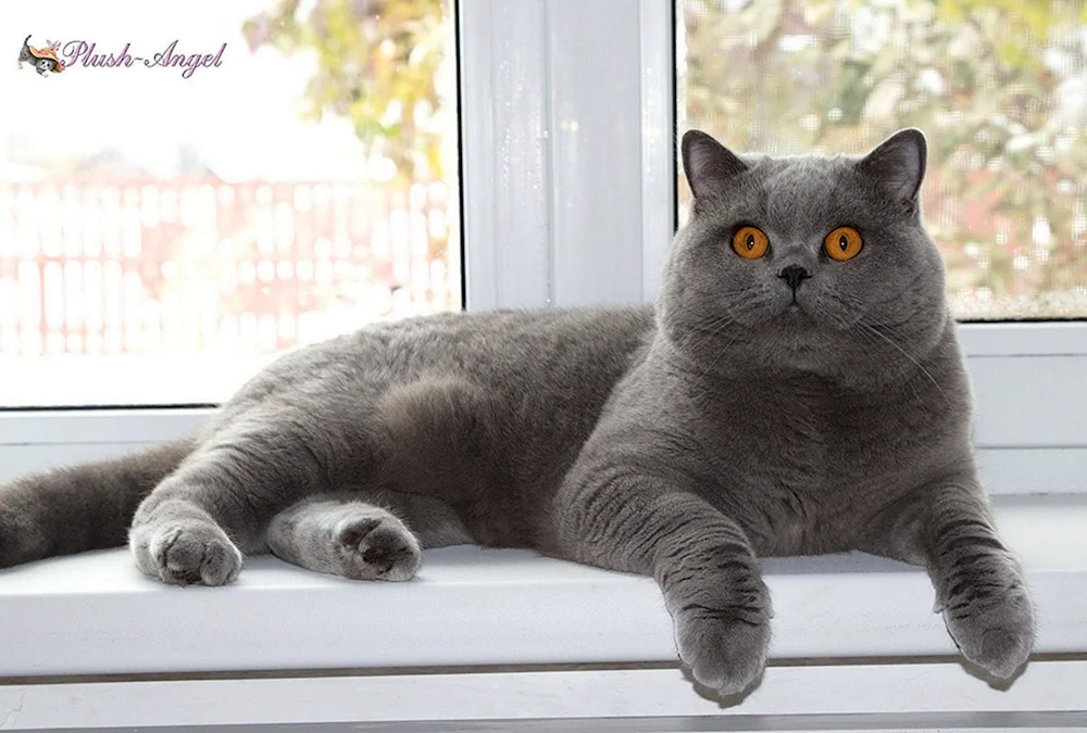 Schottische Katze geradeohrig grau