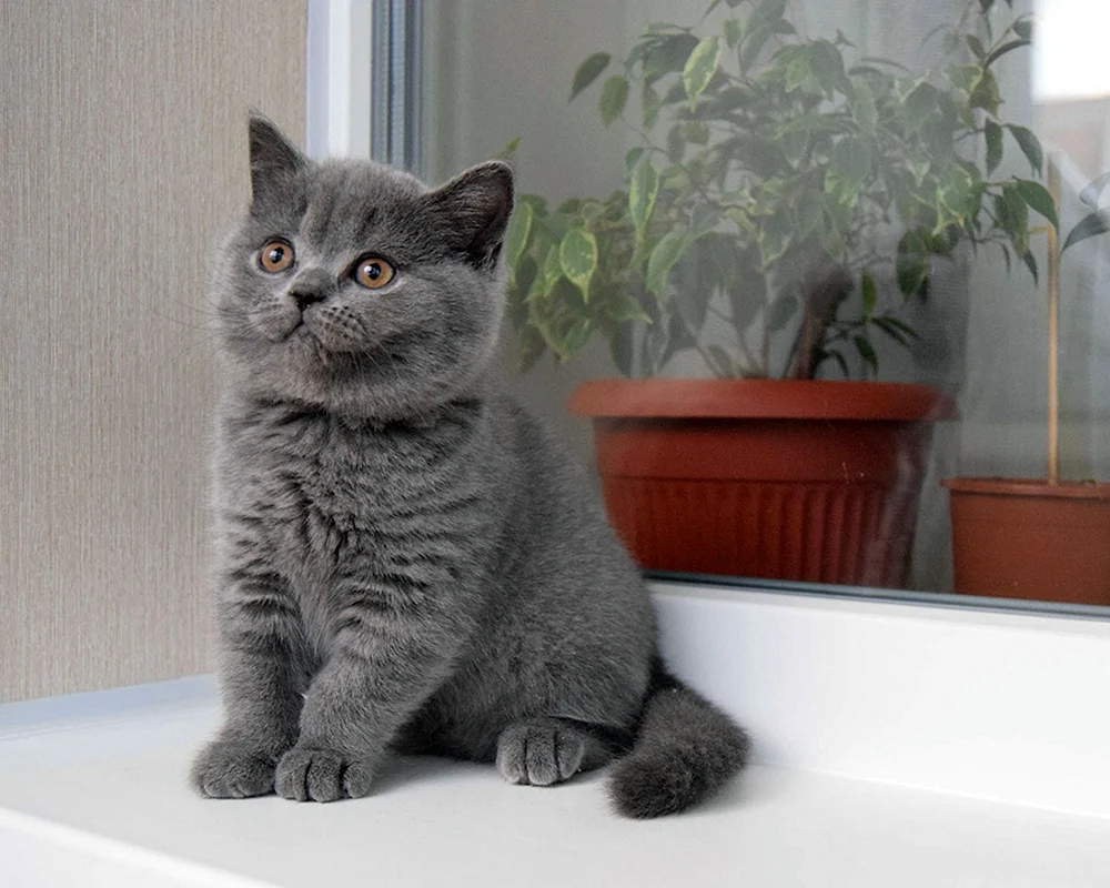 Schottische Scottish Scottish Straight Kitten
