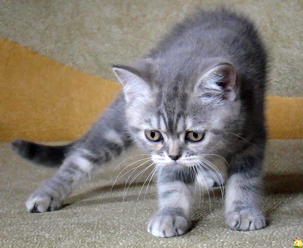 Schottische schottische schottische gerade Katze