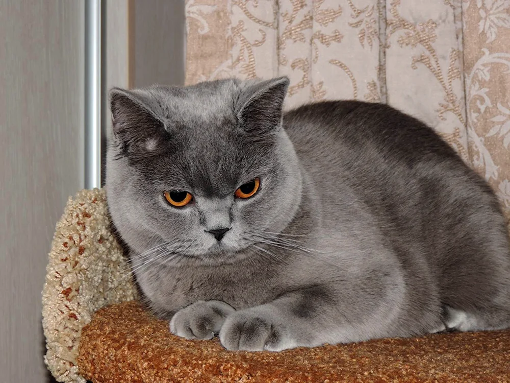 Schottisch schottisch gerade Katze
