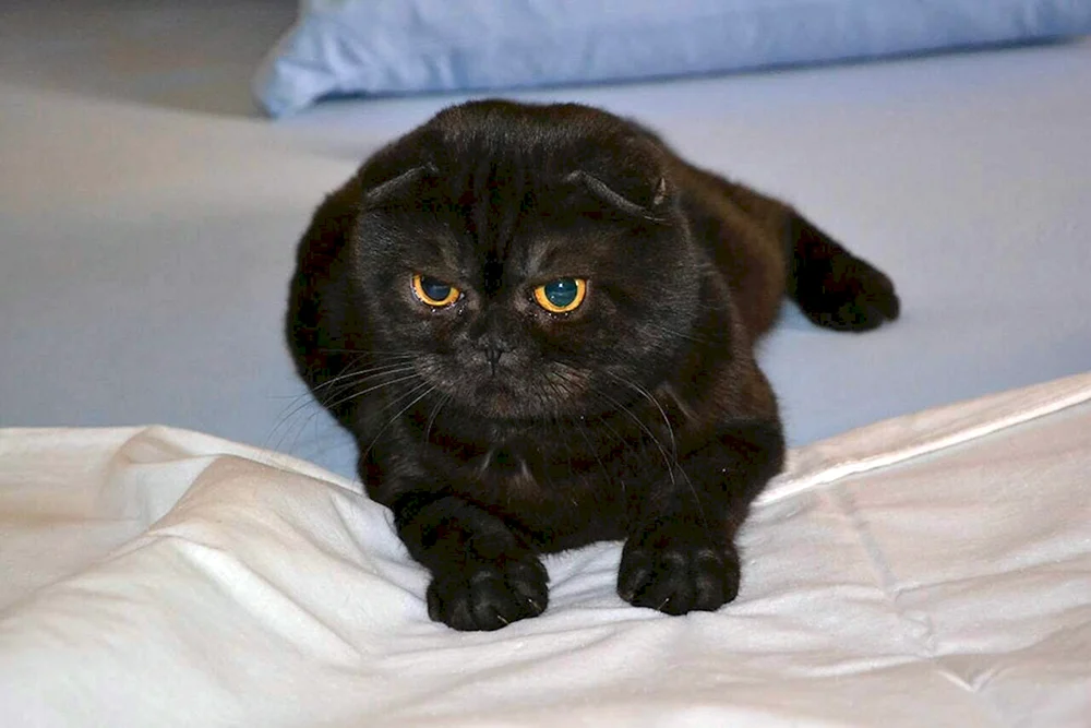 Schottische Scottish Fold schwarz