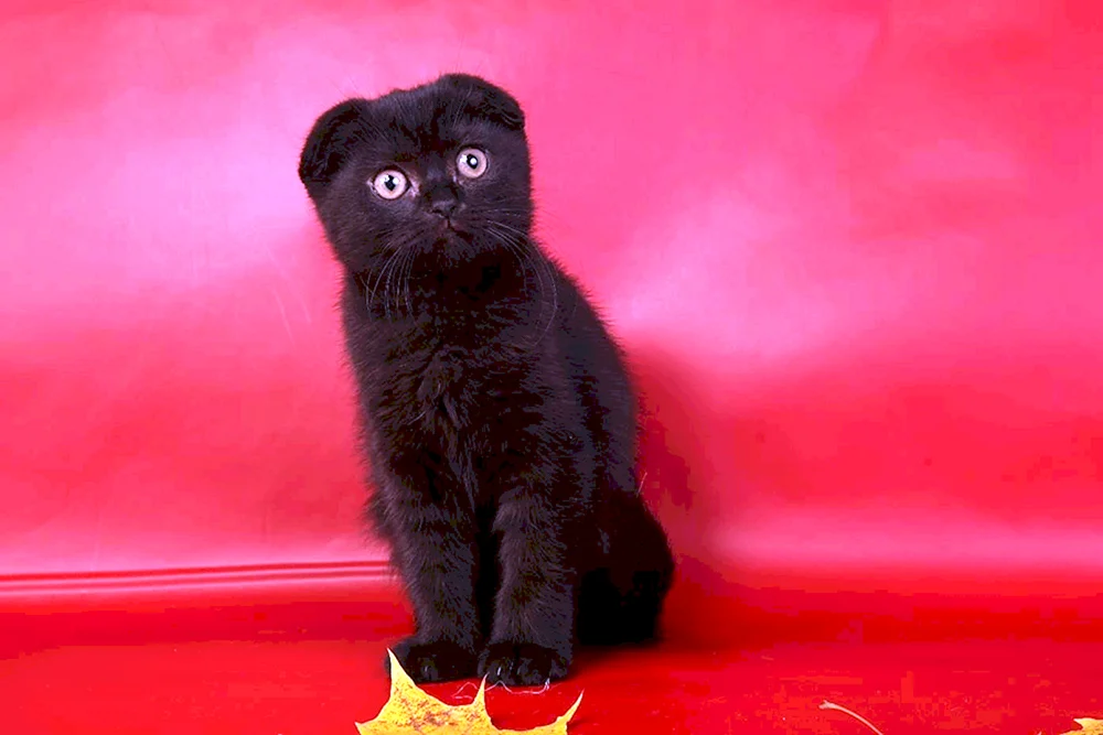 Scottish lop cat schwarz