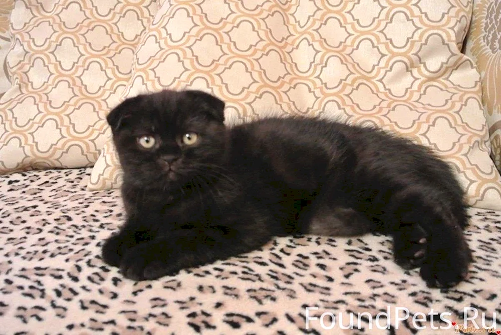Schottische Meerkatze schwarz