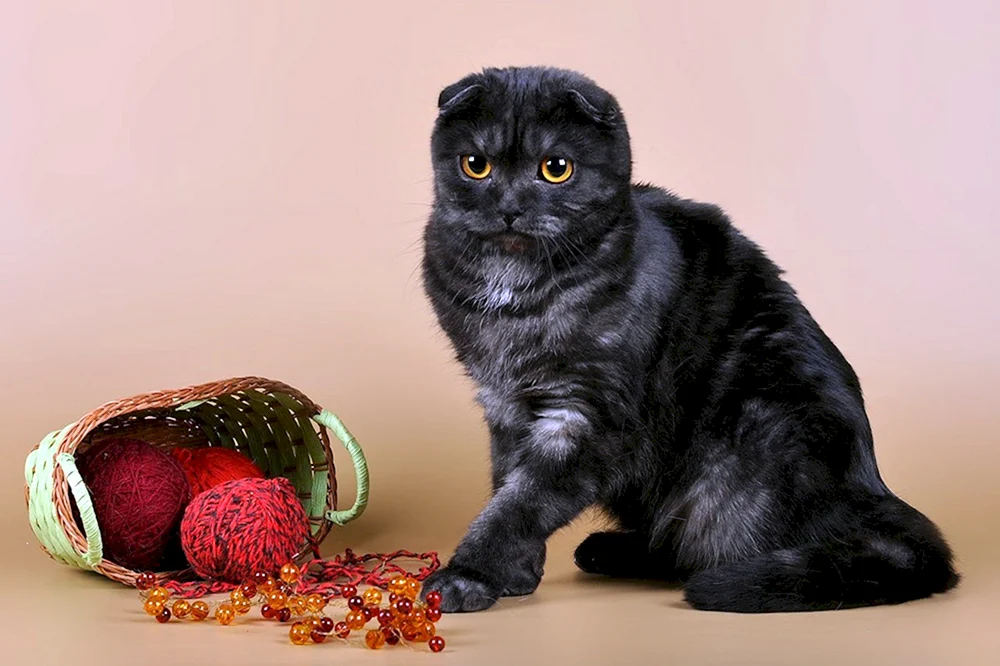 Schwarz Scottish lop kittens