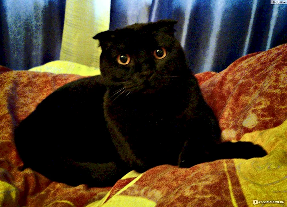 Schottish lop cat black