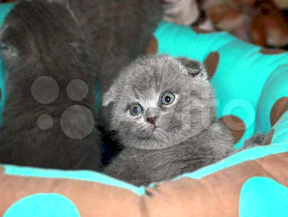 Schottische Fleckenkatze blau