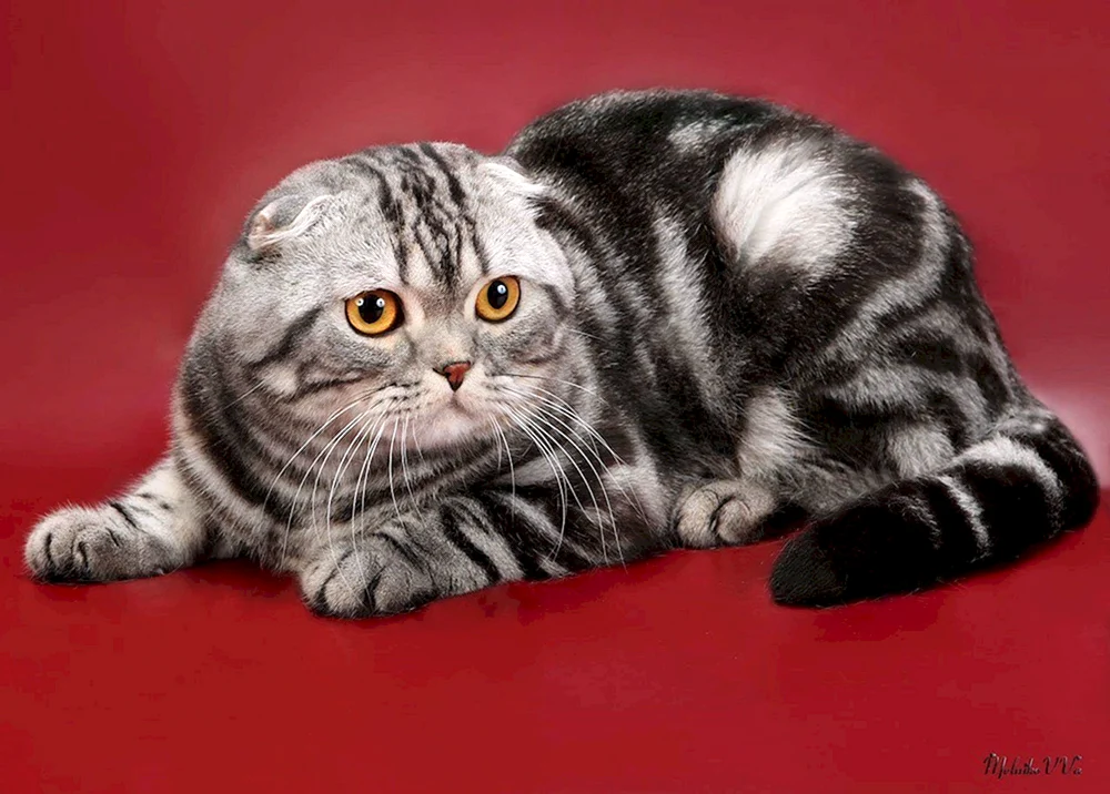 Scottish Fold Scottish Lop cat