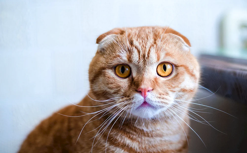 Scottish Scottish Fold Red