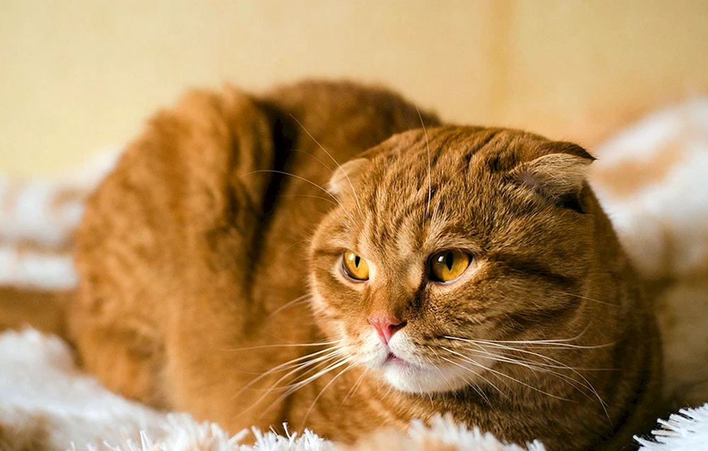 Schottische Highland Fold ginger