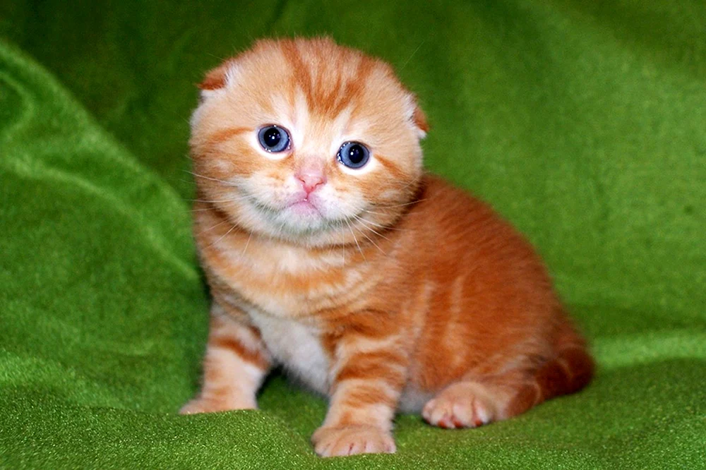 Schottische Schopfkatze rothaarig