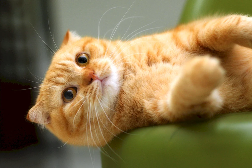 Schottische Lop-Katze zweifarbig