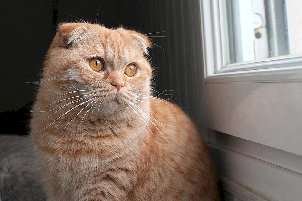 Schottische Lop-Katze rot