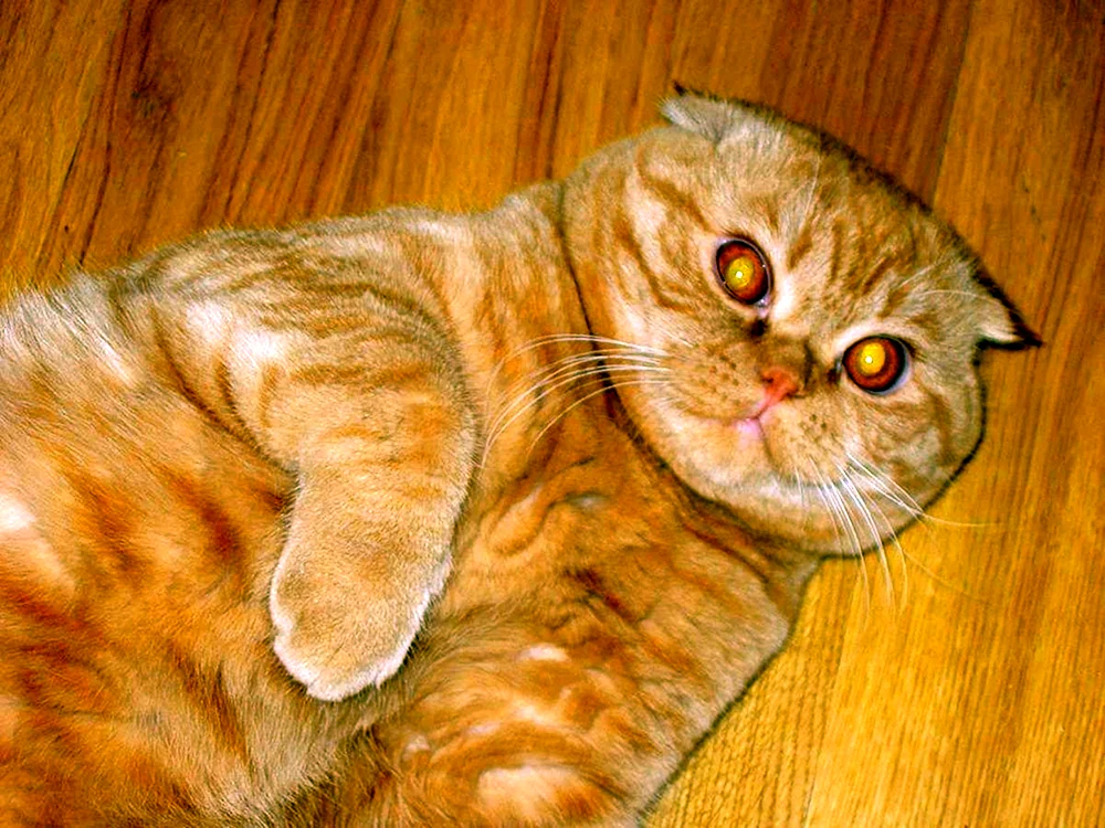 Schottische Lop-Katze rot Schopfkatze