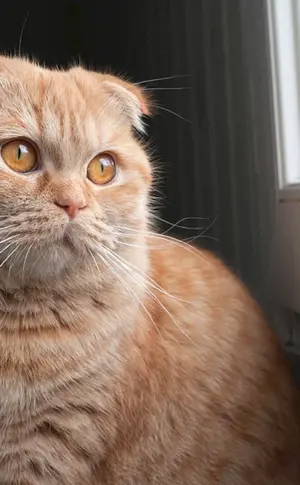 Scottish Scottish Fold Ingwer Scottish Lop Katze. Scottish Fold Scottish lop rot