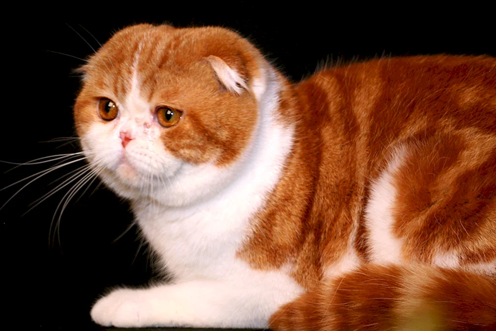 Schottische Scottish Fold rot