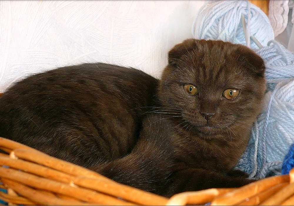 Schottisch Scottish Fold lop chocolate